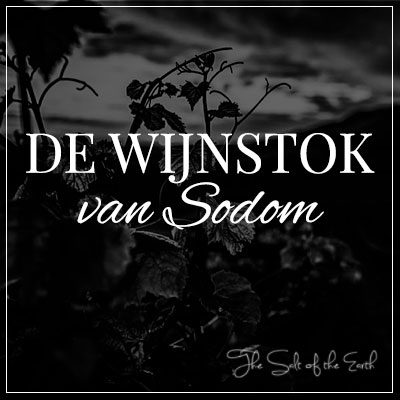 titel de wijnstok van Sodom