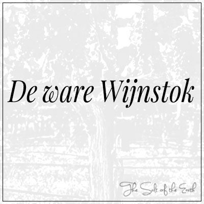 De ware Wijnstok