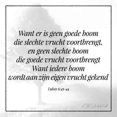 bijbeltekst lukas 6-43-44 er is geen goede boom die slechte vrucht voortbrengt en geen slechte boom die goede vrucht voortbrengt want iedere boom wordt aan zijn eigen vrucht gekend